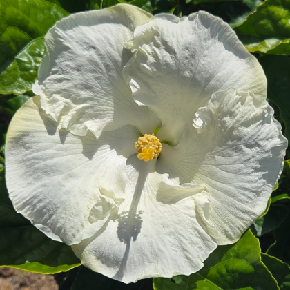 White Paradise