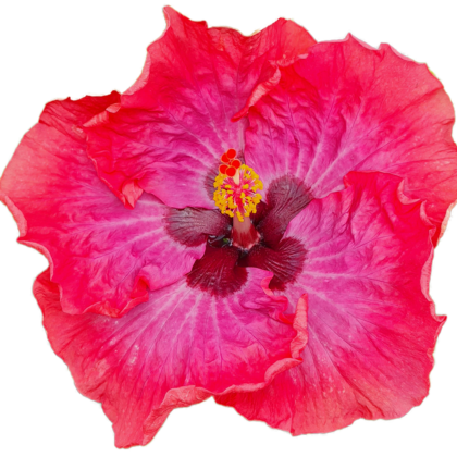 Barbara Isles