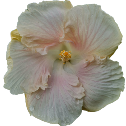 Bev's White Wonder