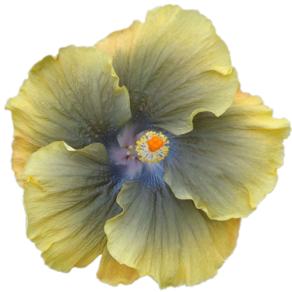 Caliburn Honey Mustard