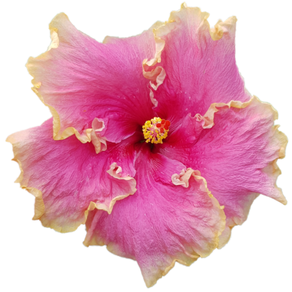 Tarantella