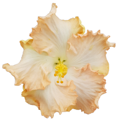 Wahine
