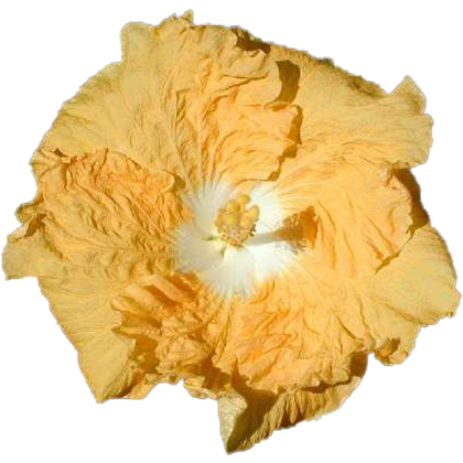 Yellow Lexcen
